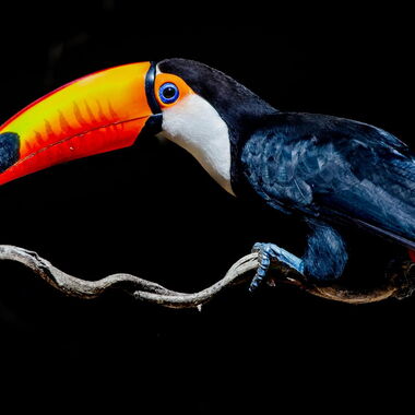 Vögel. Foto von Walter Günzel.