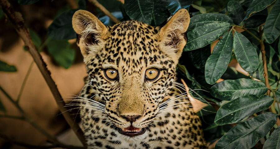 Fotoreise Sambia – Süd Luangwa und Lower Zambesi