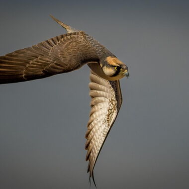 Vögel. Foto von Walter Günzel.