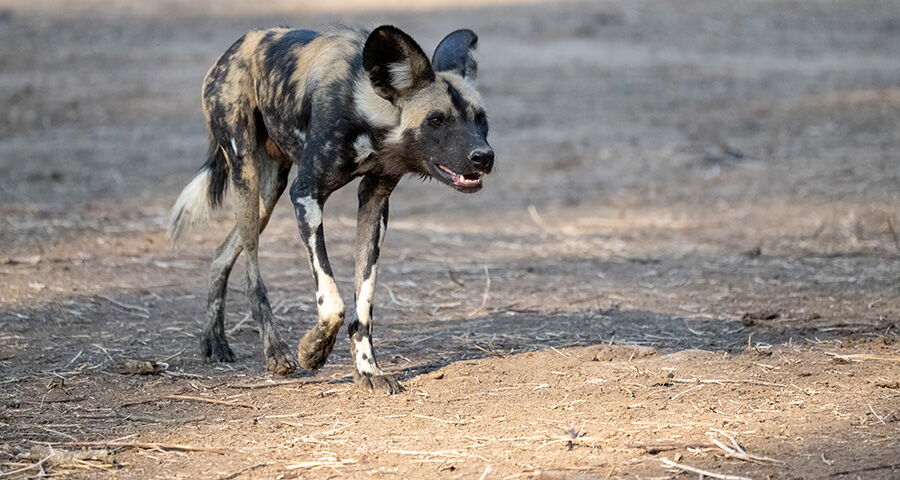 Selbstfahrer Nambia – Caprivi und Etosha Nationalpark (Ref: 2026_Wdh_264_WDH_ G_SD_Web_21)