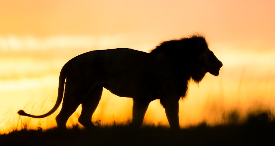 Fotoreise Kenia – Masai Mara 2025