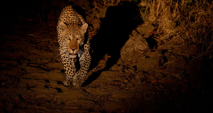 Sambia Privat – Safari in die 3 besten Nationalparks - Ref: (2026_260_G_Web#62)