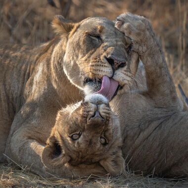 Fotos von Großkatzen: Tiger, Löwen