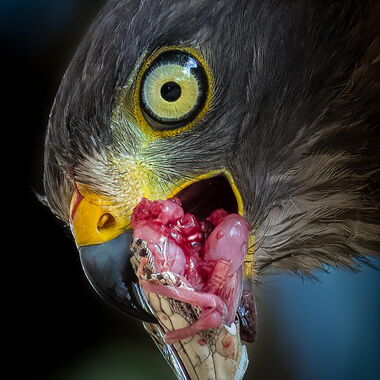 Vögel. Foto von Walter Günzel.