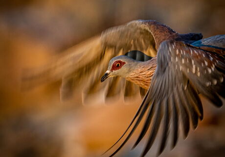 Vögel. Foto von Walter Günzel.