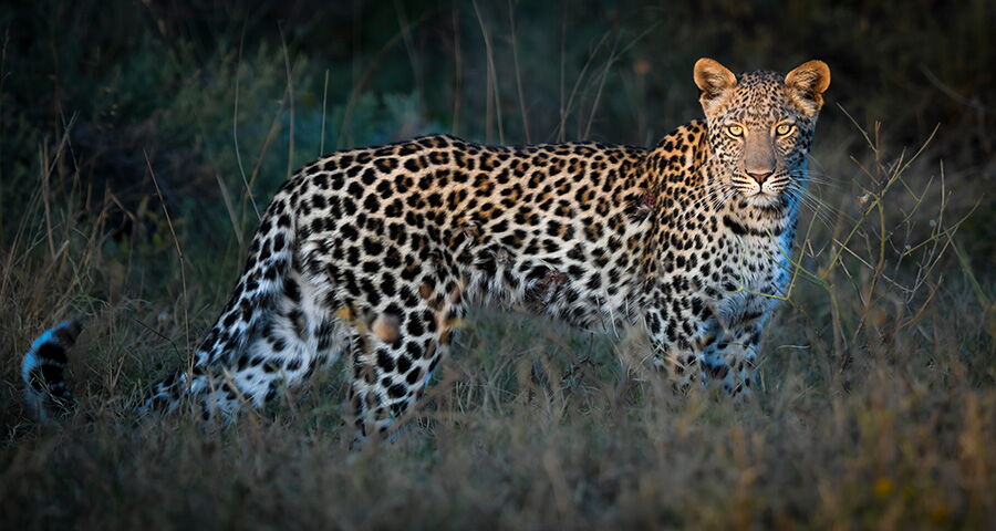 Botswana Selbstfahrer – Okavang Delta, Moremi und Chobe Nationlpark Ref: 2026_267_G_SF_Web#75