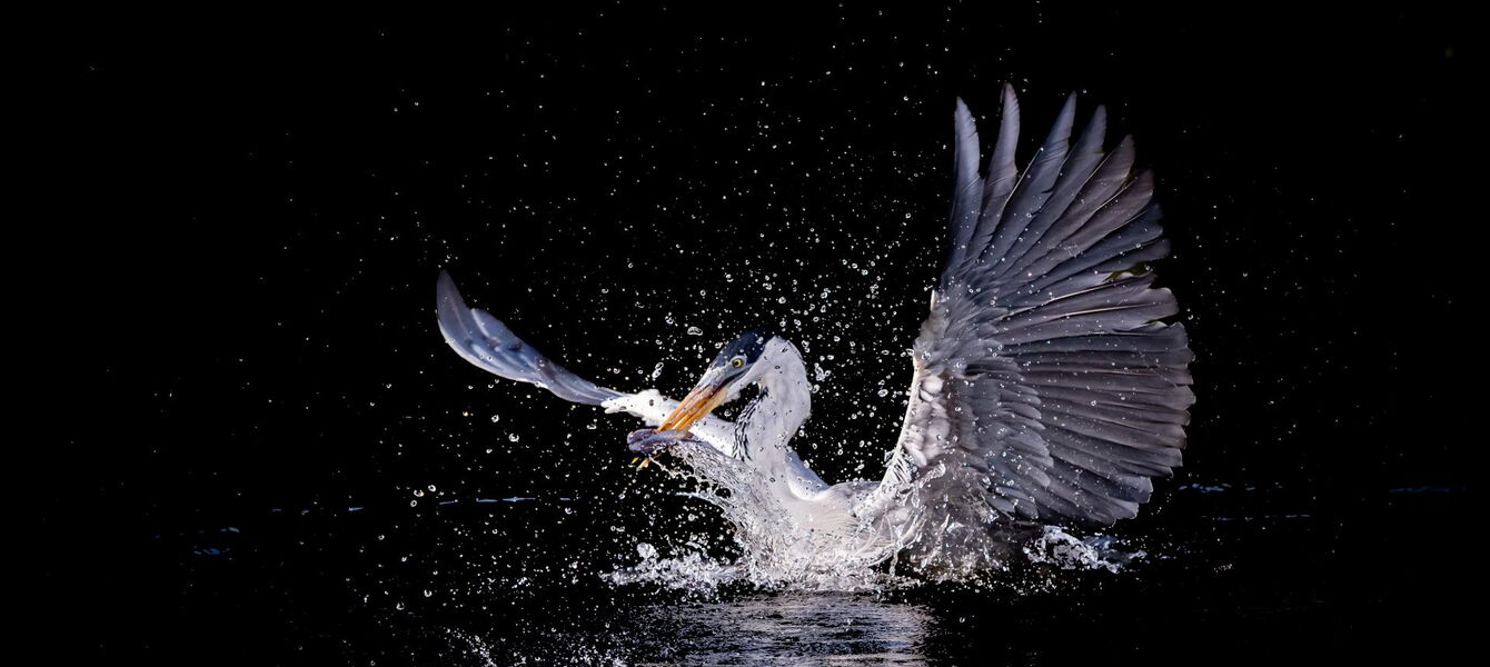 Vögel. Foto von Walter Günzel.