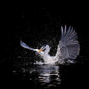 Vögel. Foto von Walter Günzel.