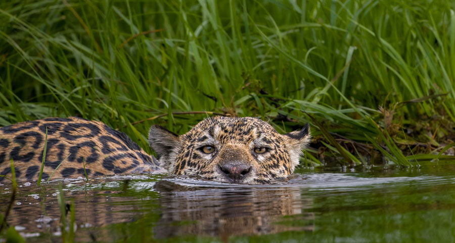 Fotoreise Pantanal – Im Königreich des Jaguar