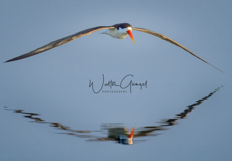 Scherenschnäbler über dem Wasser. Foto von Walter Günzel.