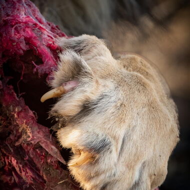 Fotos von Großkatzen: Tiger, Löwen
