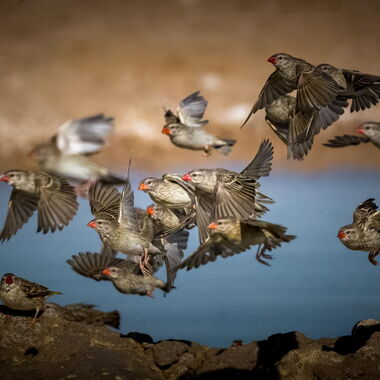 Vögel. Foto von Walter Günzel.