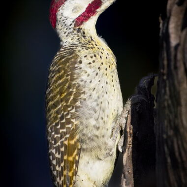 Vögel. Foto von Walter Günzel.