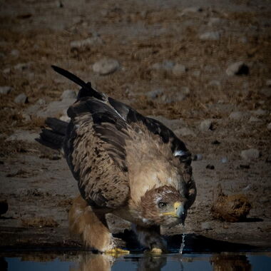 Vögel. Foto von Walter Günzel.