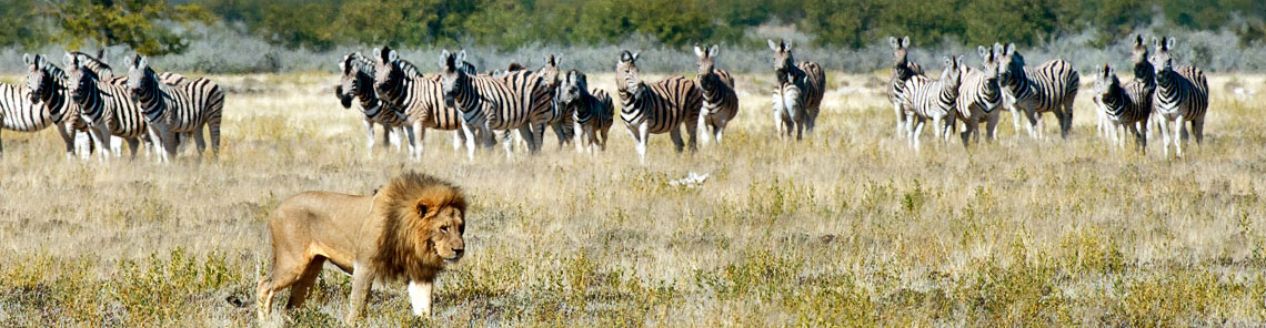 Individual Safari in Namibia oder Botswana