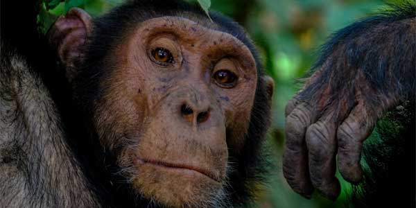 Kibale Nationalpark