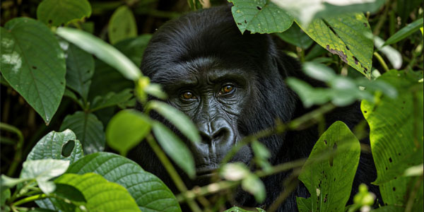 Bwindi Impenetrable